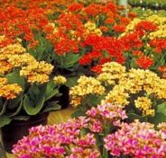 kalanchoe